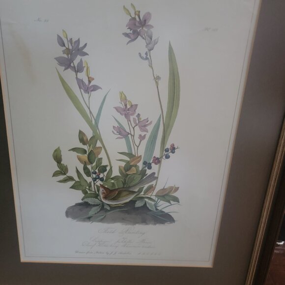 Field Bunting Print of Vintage Lithograph by JJ Audubon Matted & Framed - Picture 5 of 16